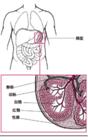 脾臟疾病