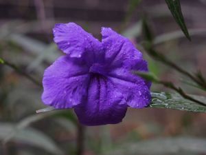 紫花碧江烏頭（變種）