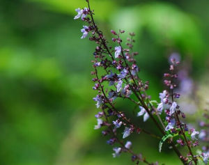 尾葉香茶菜