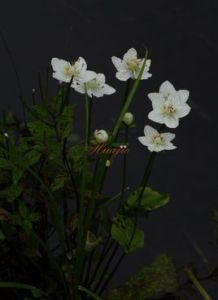 近凹瓣梅花草