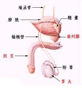 前列腺腫瘤