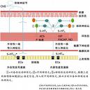 迷走緊張素