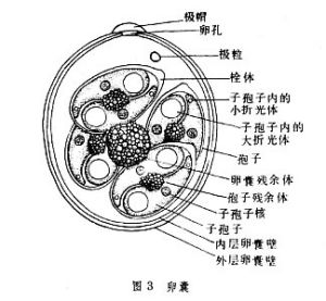 艾美蟲卵囊