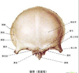 額骨