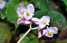 昌感秋海棠 Begonia cavaleriei