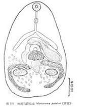 小馬蹄吸蟲