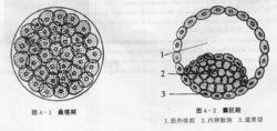 卵黃細胞