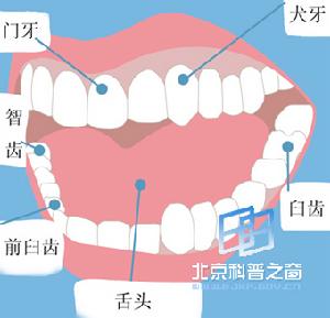 恆齒