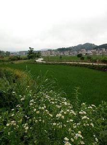 黃土村[湖北蘄春向橋黃土村]