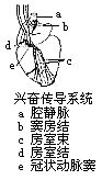 興奮傳導系統