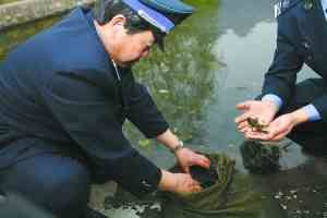 北京拒馬河重現多鱗鏟頜魚