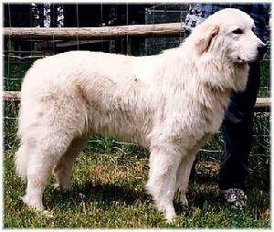 馬雷馬牧羊犬Maremma Sheepdog