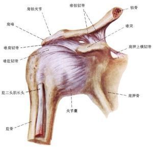 肩周炎