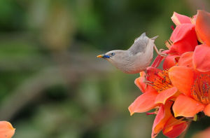 栗背皇鳩