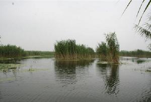 人類與自然最完美的和諧——走進石龍湖國家級濕地公園