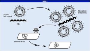 陽離子脂質體介導的轉染 