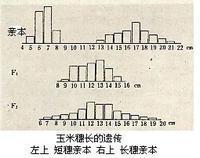 數量性狀