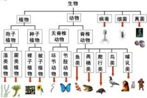 分類等級