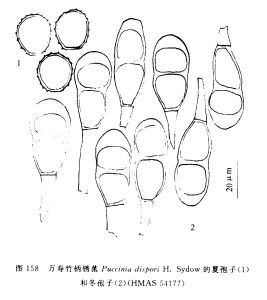 萬壽竹柄鏽菌