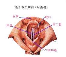 咽結構