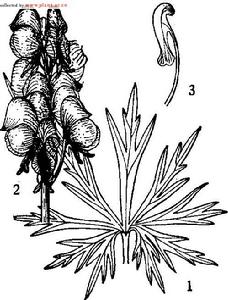 準噶爾烏頭， 圖註：1．葉，2．花序，3．花瓣。