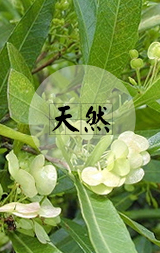  帕芙歐舒敏膏