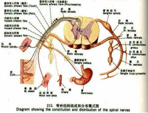 神經分布圖