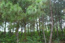 張家自然村[雲南臨滄雲縣後箐鄉勤山村村委會張家自然村]