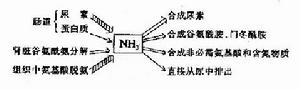 氨的來源和去路