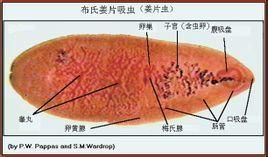 布氏薑片吸蟲