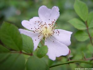 野薔薇