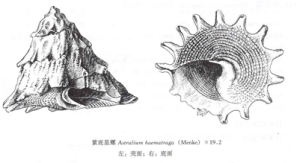 紫底星螺