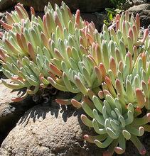 Dudleya caespitosa（千壽姬）