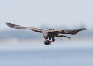 蝸鳶墨西哥亞種