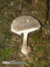 毒蘑菇[有毒的蘑菇]