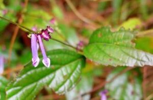 多毛大錐香茶菜