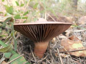 真菌-紅蘑
