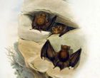 黃褐蹄蝠 （Hipposideros cervinus）