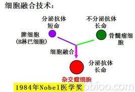 動物細胞融合