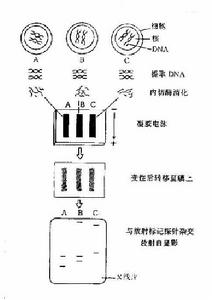 （圖）嵌杯樣病毒胃腸炎