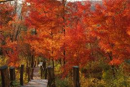 黑龍江金龍山國家森林公園