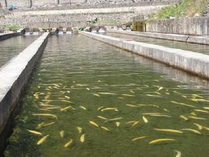 養殖