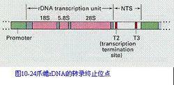 rDNA