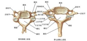 椎弓