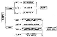 細胞周期阻滯