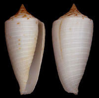 美麗亞細亞芋螺 美麗亞細亞芋螺