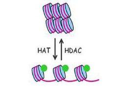 組蛋白去乙醯化酶