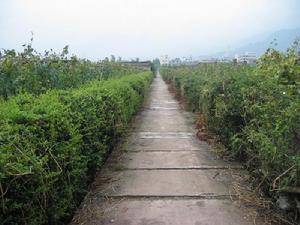 田間道路