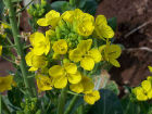 白菜Brassica pekinensis