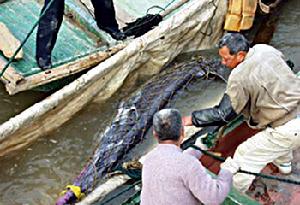 Chinese paddlefish